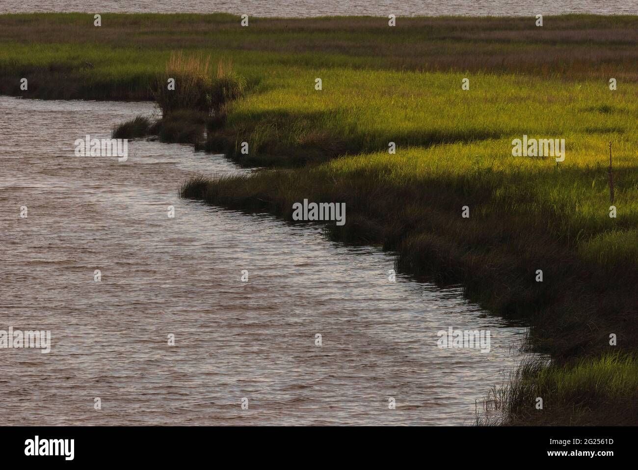 Die späte Sonne scheint am 7. Juni 2021 auf langblättrigen Pinien und Gras im Weeks Bay National Estuarine Research Reserve in der Nähe von Fairhope, Alabama. Stockfoto