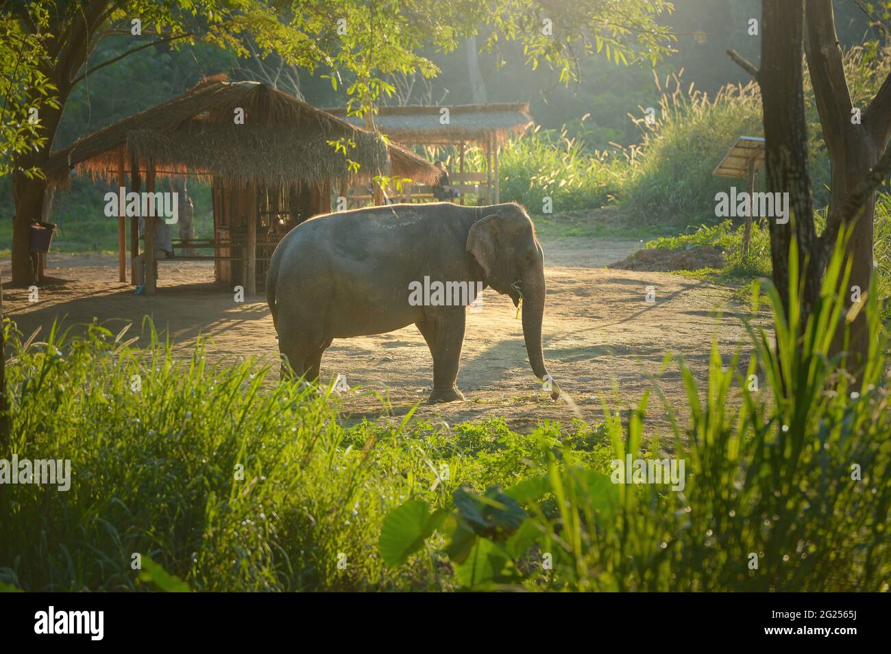Elefant steht in einer ländlichen Landschaft Essen, Thailand Stockfoto