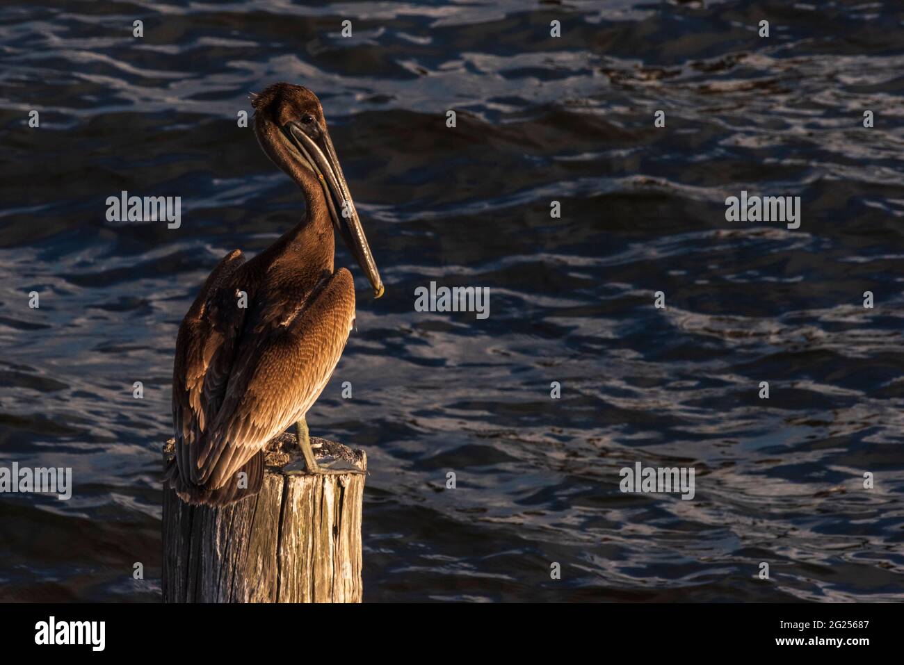 Nahaufnahme eines braunen Pelikans in Weeks Bay in der Nähe von Fairhope, Alabama, am 7. Juni 2021. Stockfoto