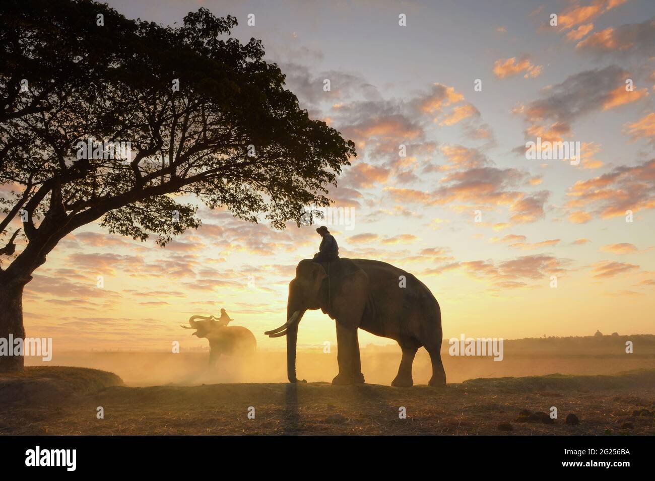 Silhouette eines Mahouts auf einem Elefanten bei Sonnenuntergang, Thailand Stockfoto