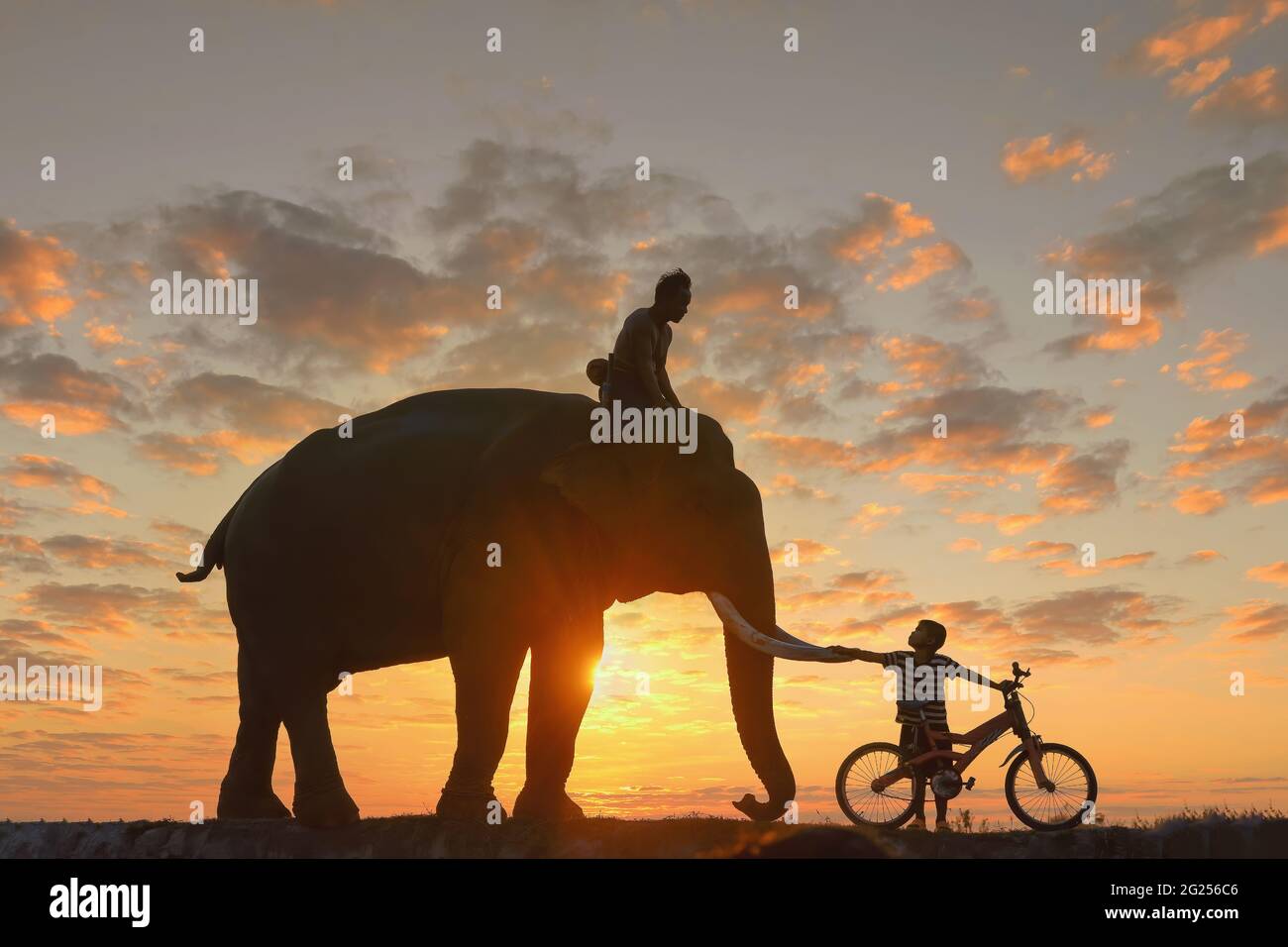 Silhouette eines Mahouts auf einem Elefanten bei Sonnenuntergang und eines Jungen auf einem Fahrrad, Thailand Stockfoto