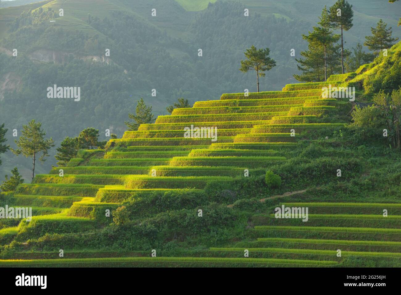 Terrassenförmige Reisfelder, Mu Cang Chai, Yen Bai, Vietnam Stockfoto