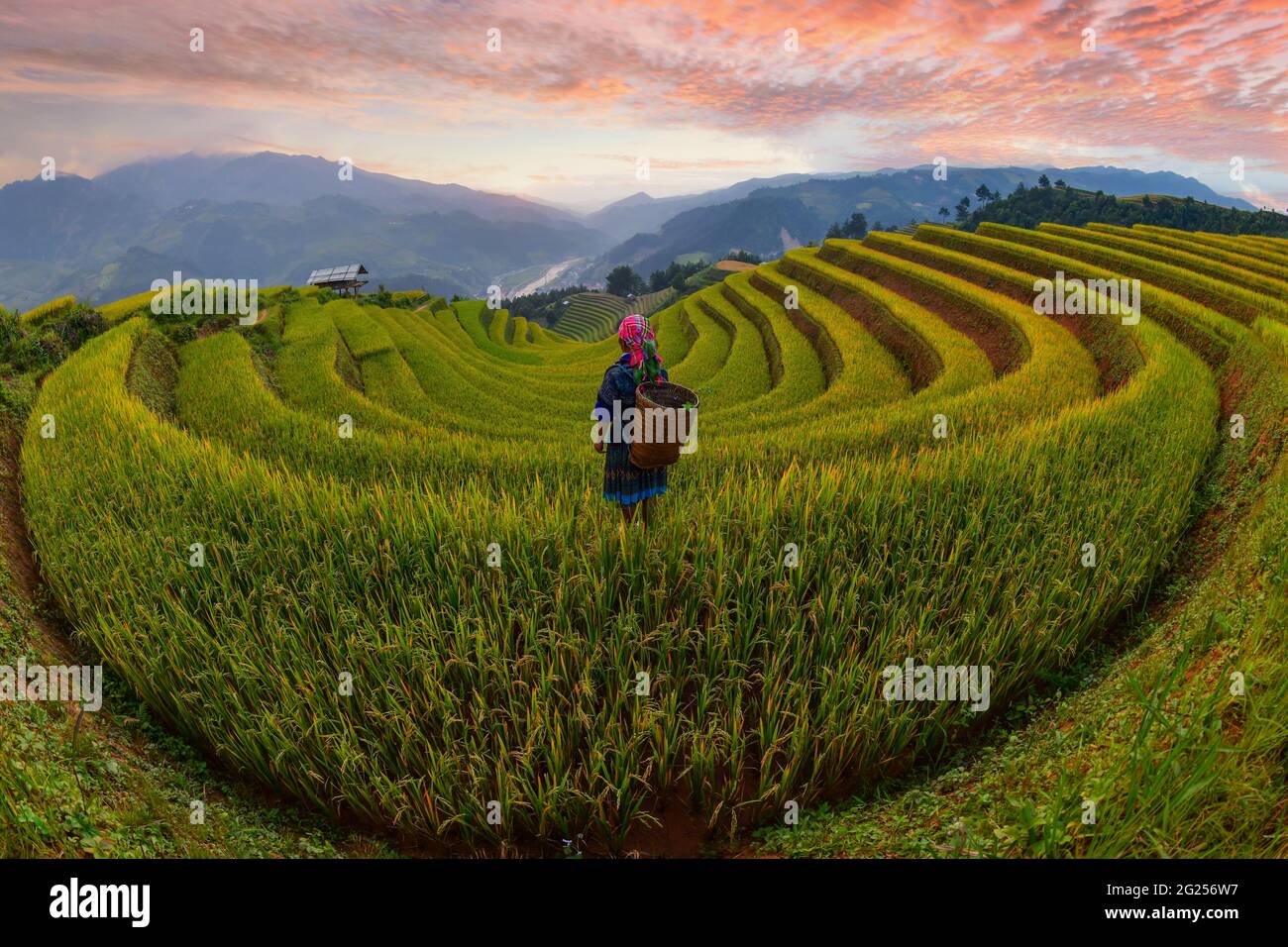 Rückansicht einer Frau, die in einem terrassenförmigen Reisfeld, Mu Cang Chai, Yen Bai, Vietnam, steht Stockfoto