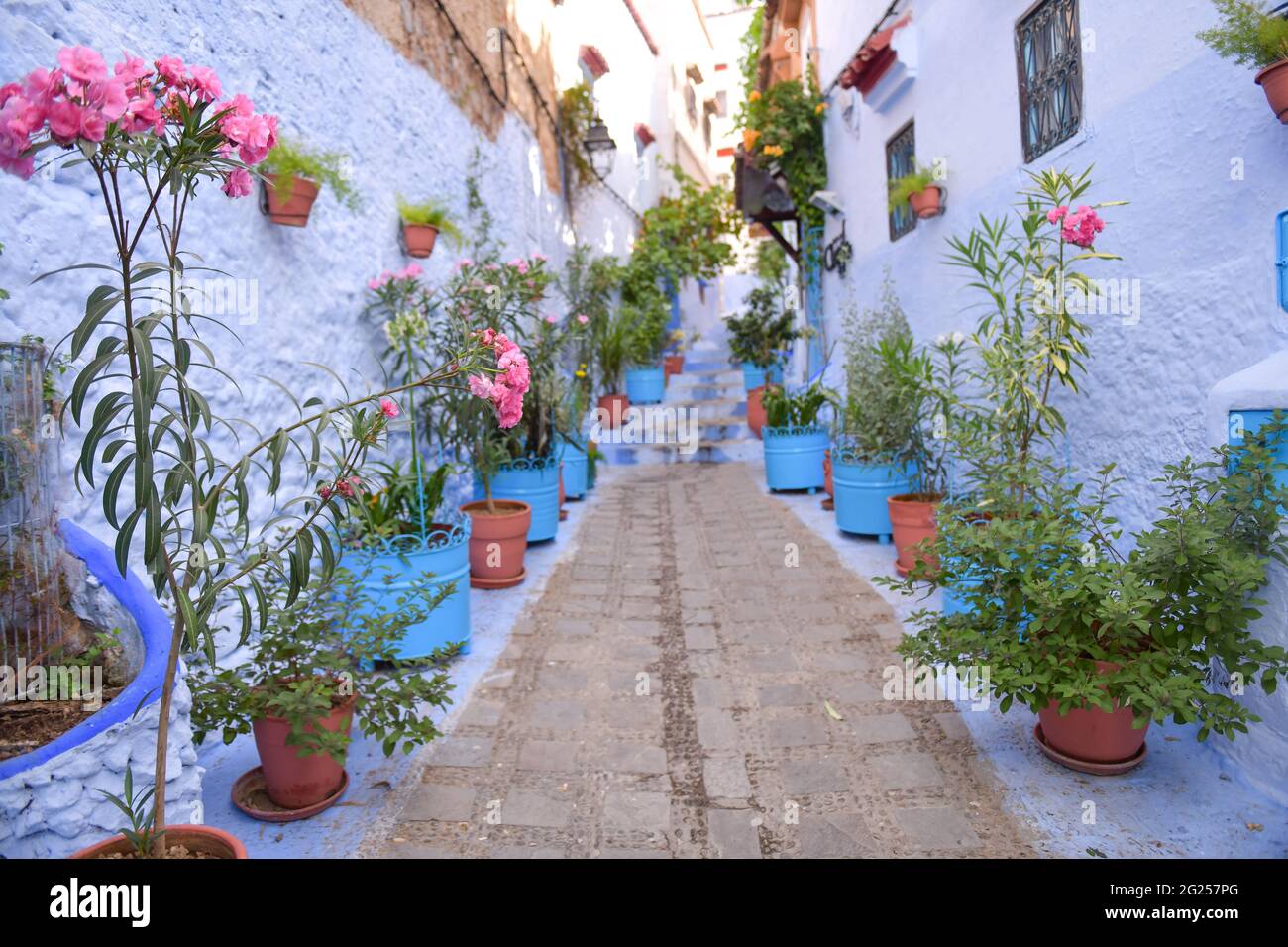 Blumentöpfe säumen eine Stadtstraße, Chefchaouen, Marokko Stockfoto