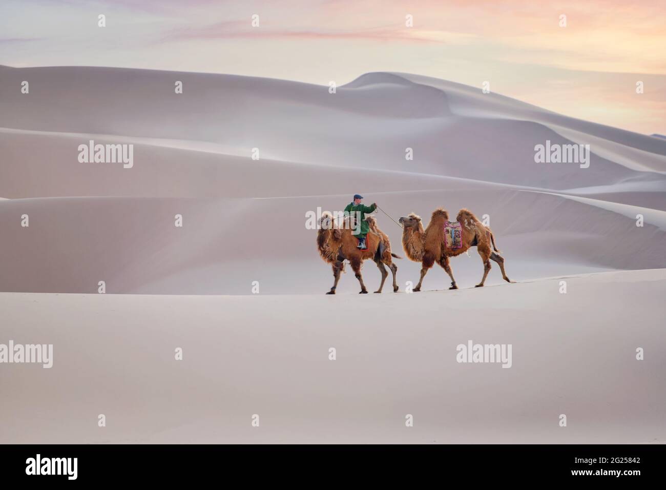 Mann, der mit zwei Kamelen durch die Wüste reitet, Wüste Gobi, Mongolei Stockfoto