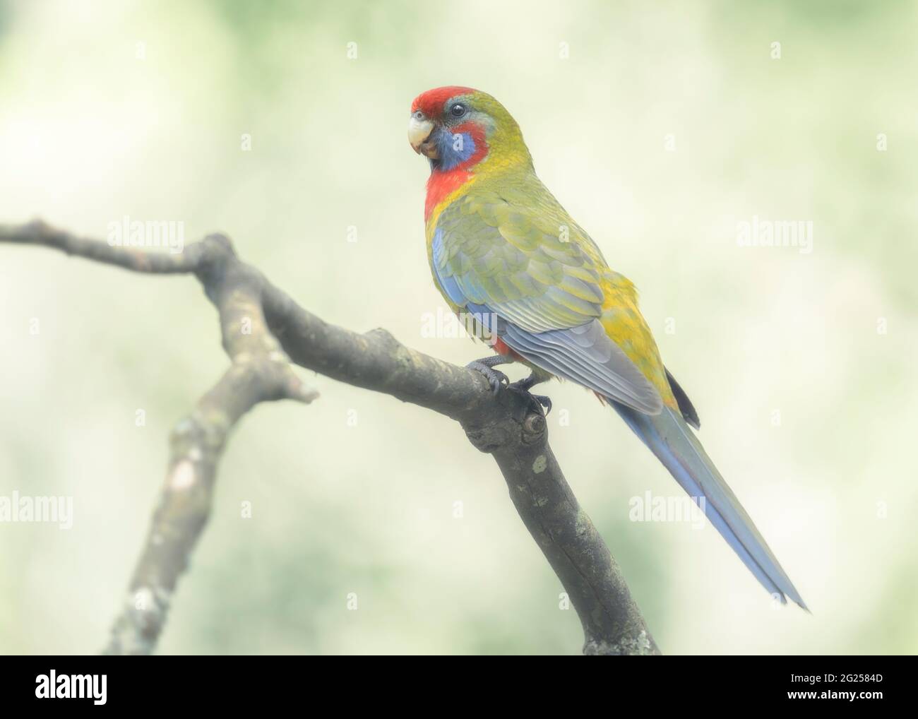 Juvenile Crimson rosella (Platycercus elegans) auf einem Ast, Australien Stockfoto