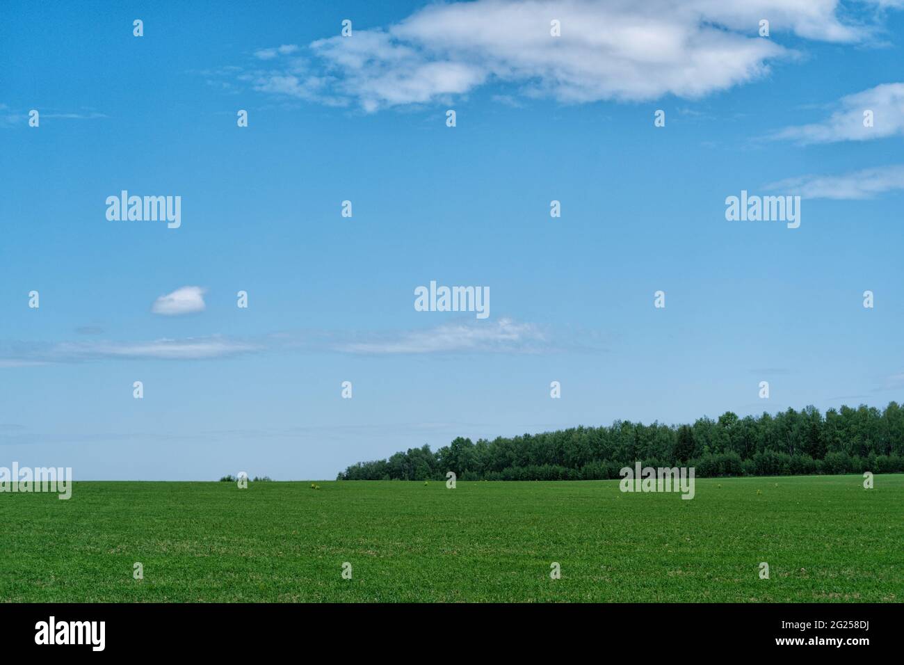Landschaft ländliche Szene mit Green Field und blauen Himmel und Sloudscape. Stockfoto