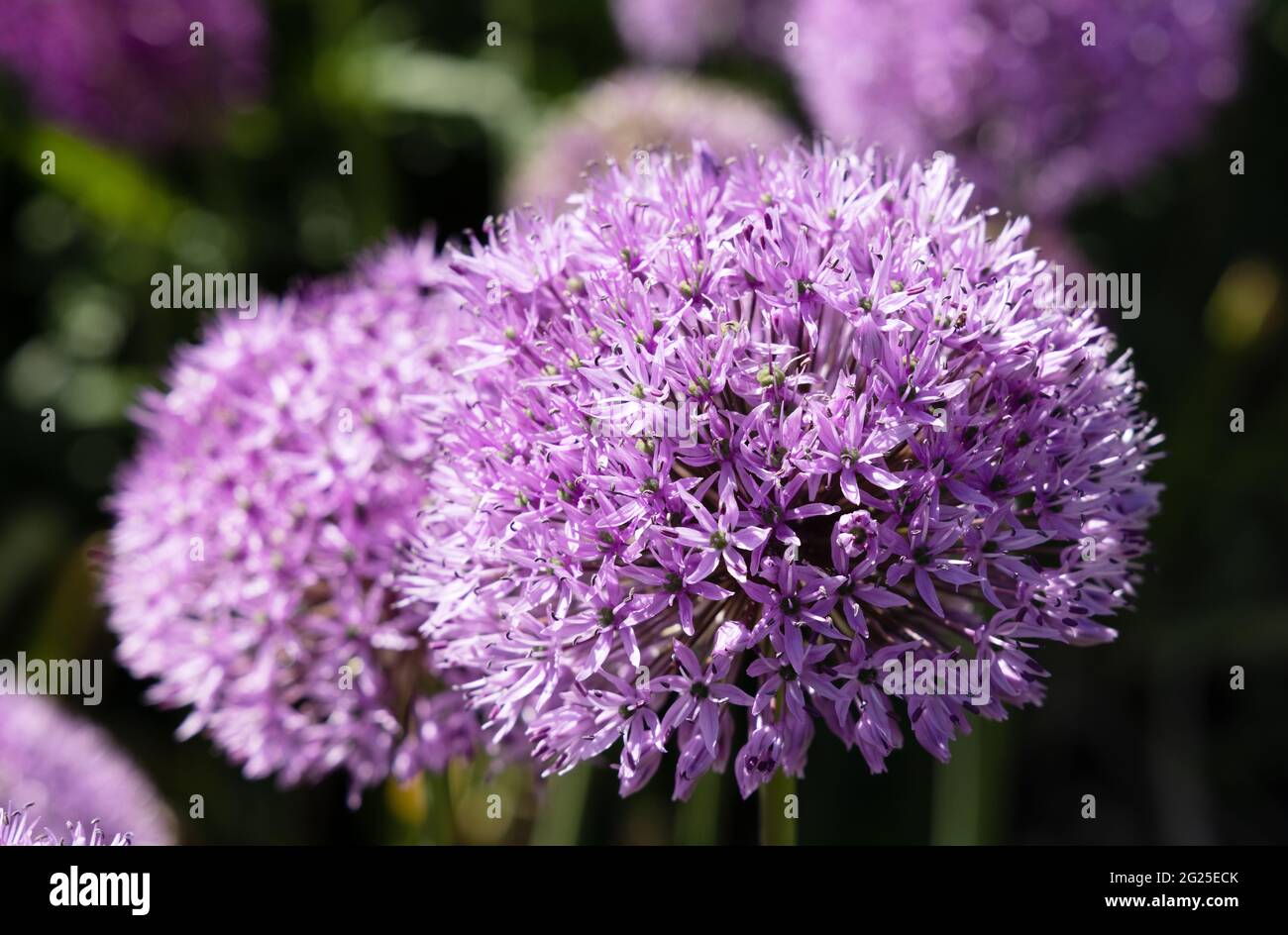 Allium 'Purple Sensation' , Allium hollandicum, Persian Allium oder Dutch Garlic - lila Blüten im Sommer wächst in einem englischen Garten, Suffolk UK Stockfoto