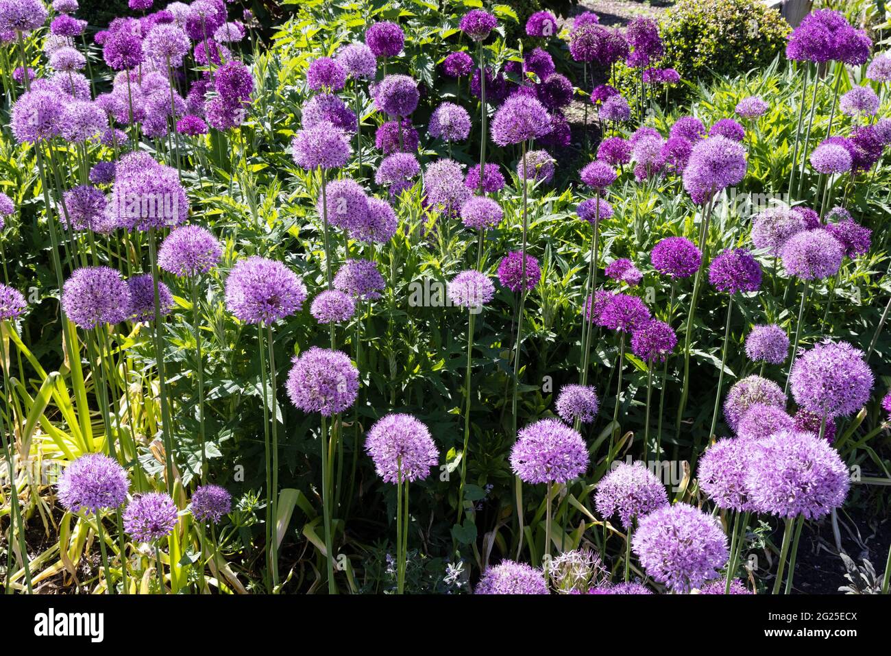 Allium 'Purple Sensation' , Allium hollandicum, Persian Allium oder Dutch Garlic - lila Blüten im Sommer wächst in einem englischen Garten, Suffolk UK Stockfoto