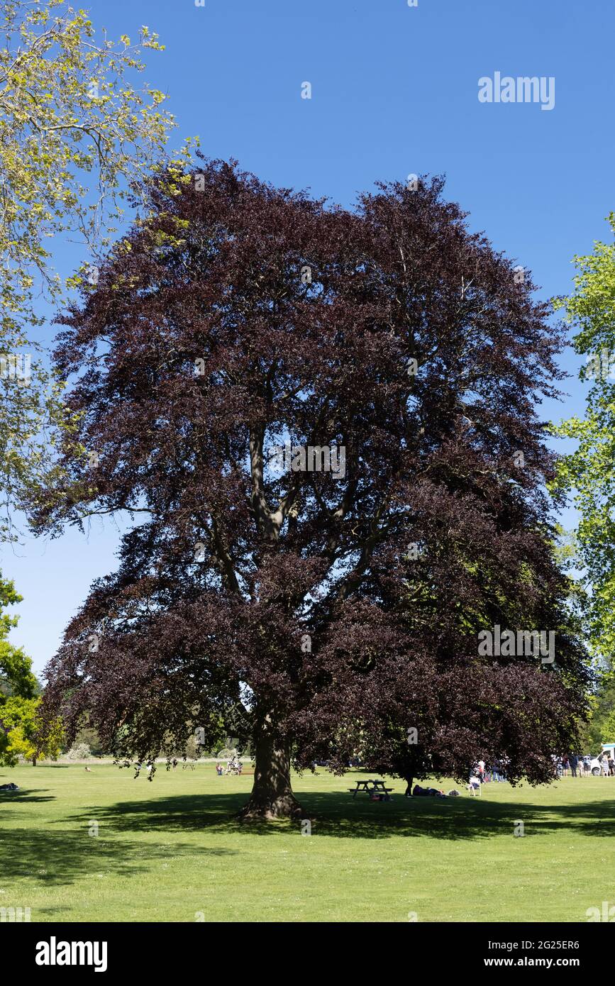 Große Kupferbuche, auch bekannt als Buche oder europäische Buche, Fagus sylvatica, wächst in Cambridgeshire UK Stockfoto