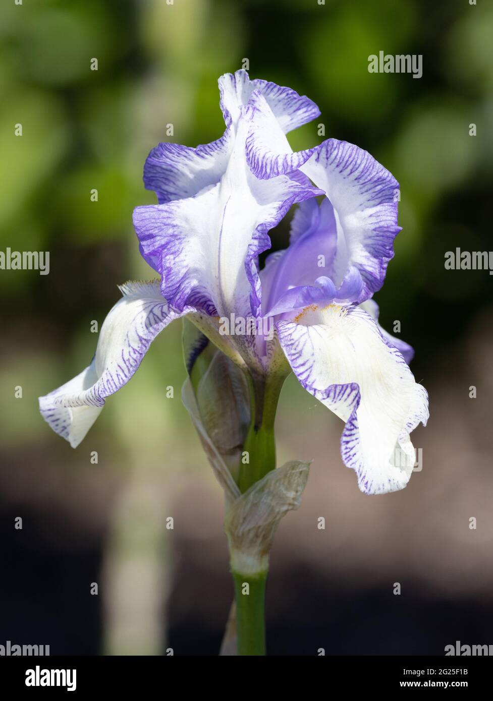 Blaue und weiße Irisblume, Sorte Iris Big Day, blüht im Frühling in einem Garten, Großbritannien Stockfoto