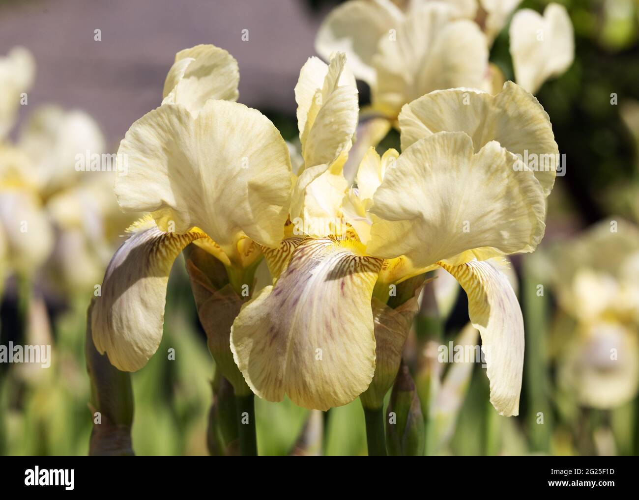 Iris Sorte Cleo Murrell, eine gelbe hohe Iris, die im Frühjahr in einem Garten blüht, Suffolk UK Stockfoto