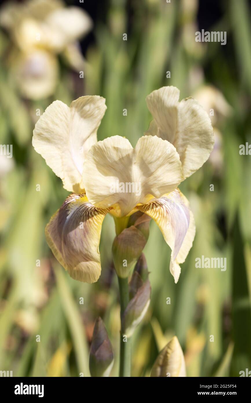 Iris Sorte Cleo Murrell, eine gelbe hohe Iris, die im Frühjahr in einem Garten blüht, Suffolk UK Stockfoto