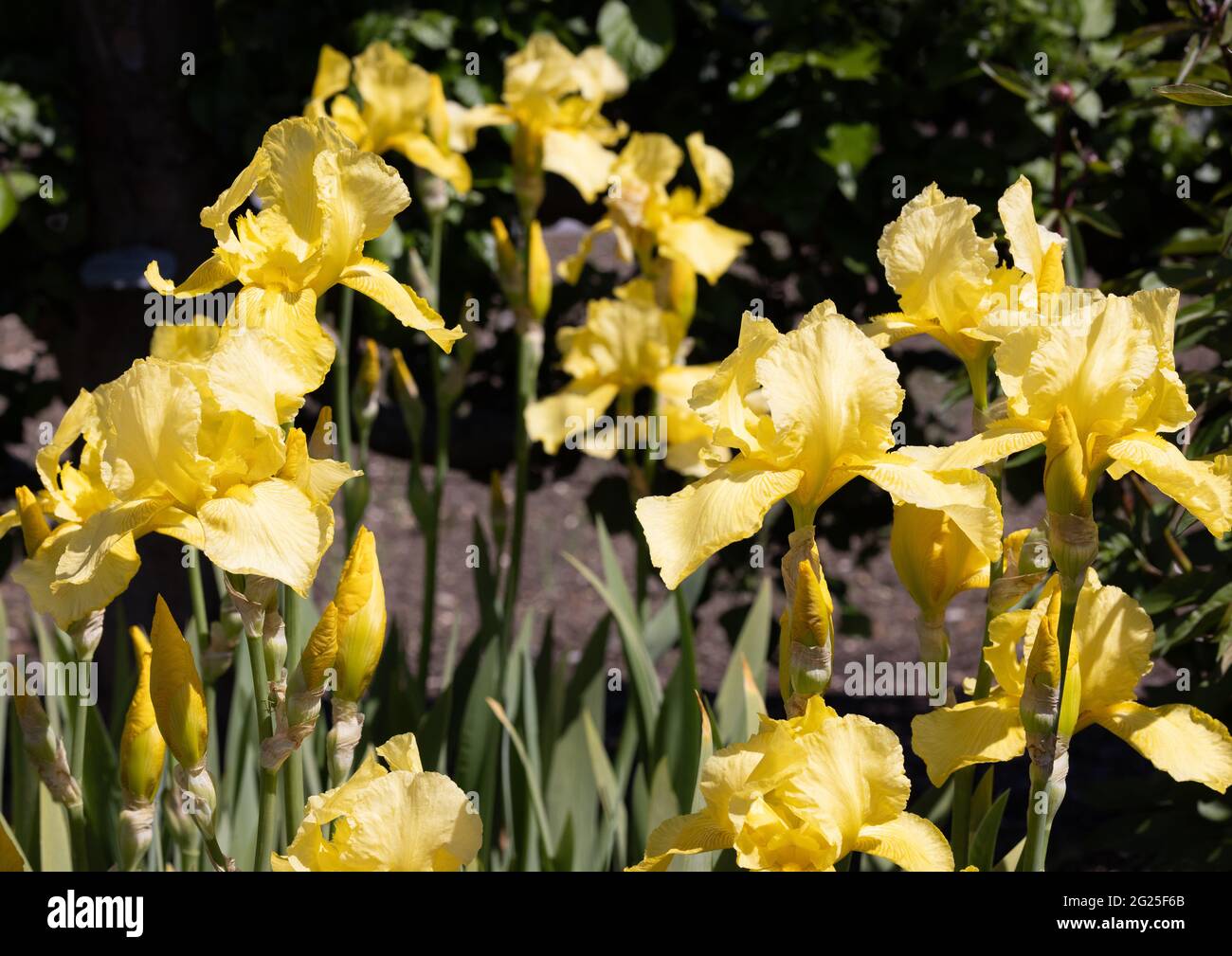 Iris Golden Planet, eine gelbe bärtige Iris, die im Frühjahr blüht, Suffolk UK Stockfoto