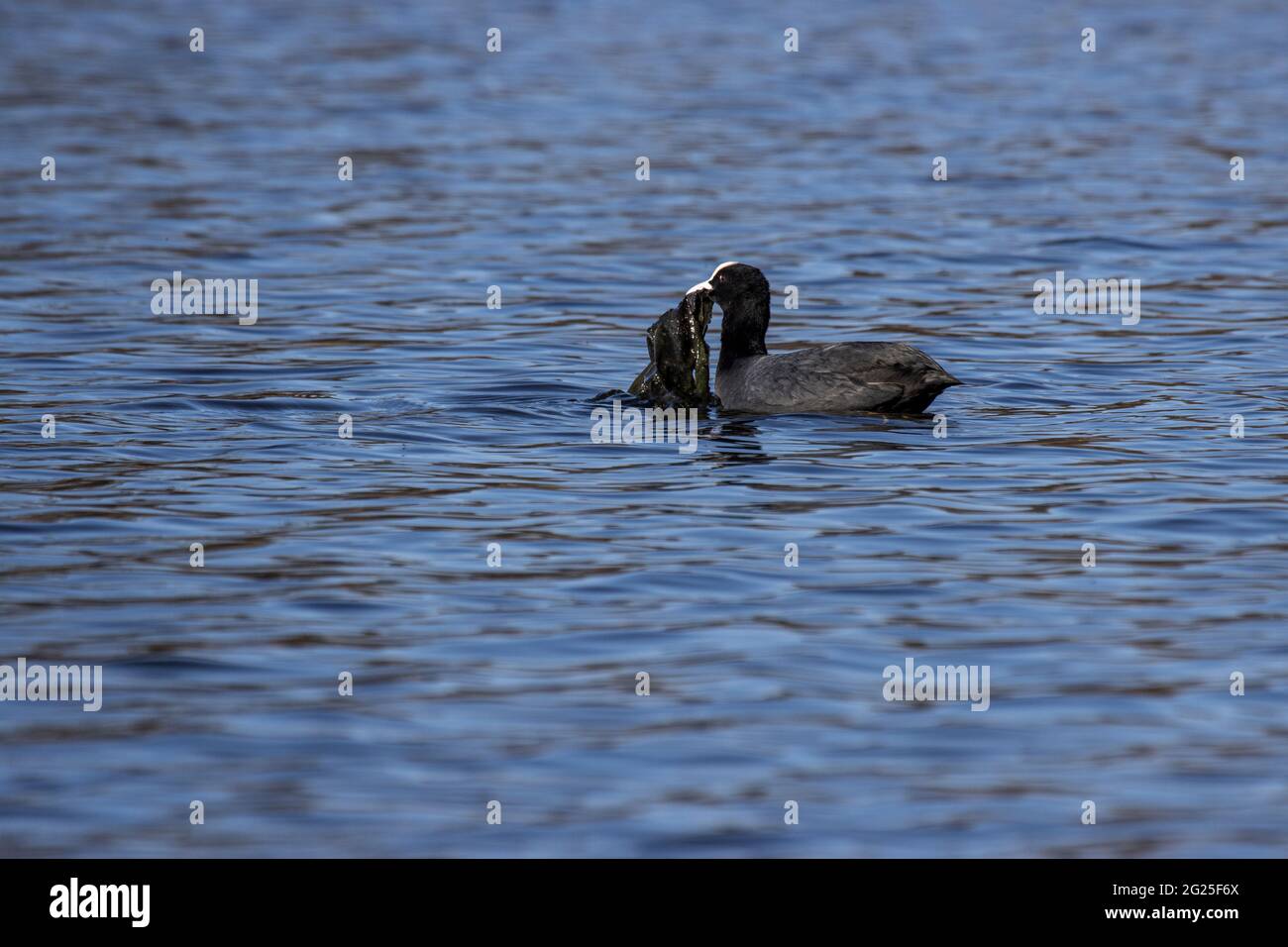 Eine Nahaufnahme eines eurasischen Rußes, der über das offene Wasser schwimmt und Müll mit sich trägt Stockfoto