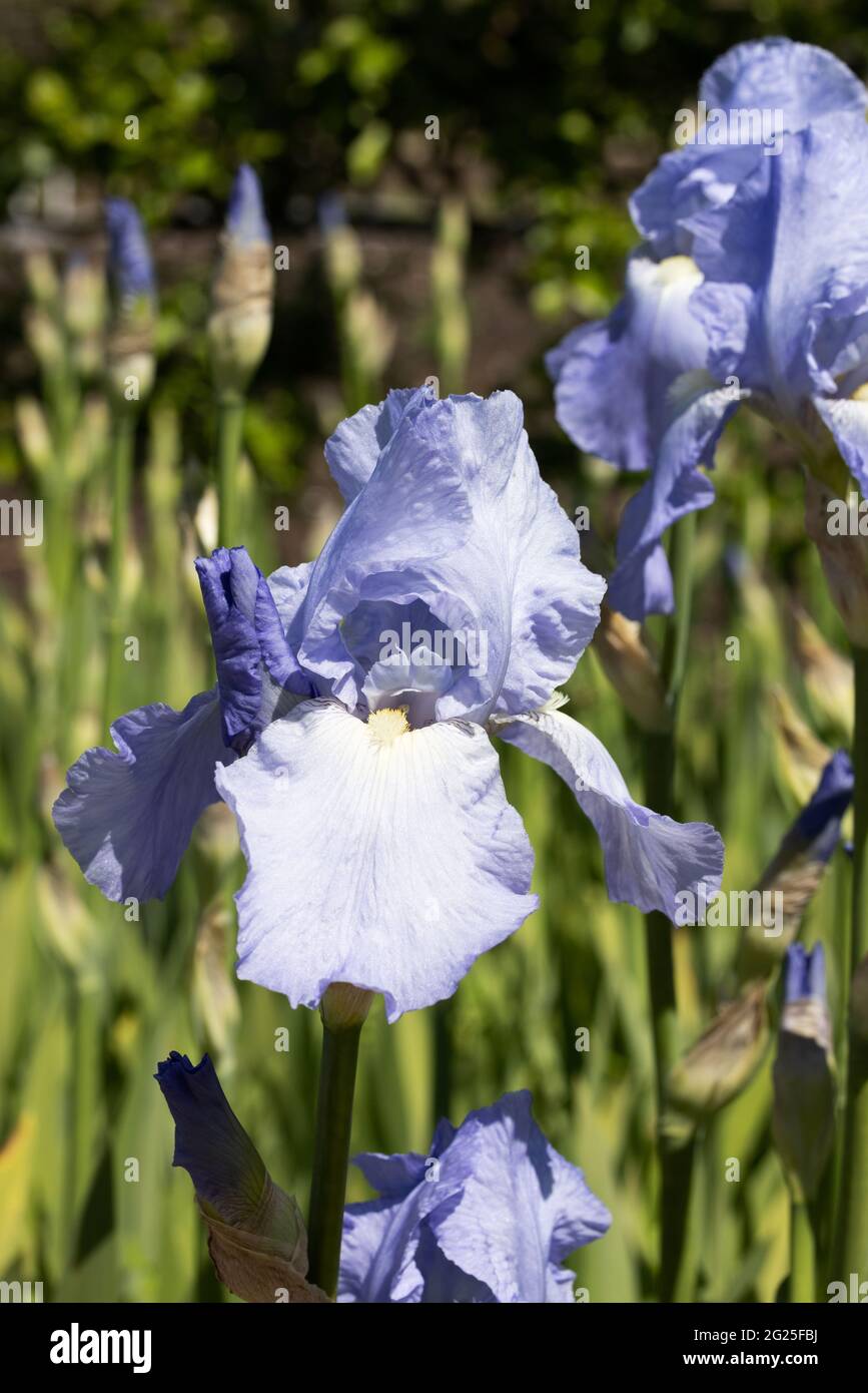 Iris, Sorte Jane Phillips, eine blaue Iris, die in einem Garten im Frühling in Großbritannien blüht Stockfoto