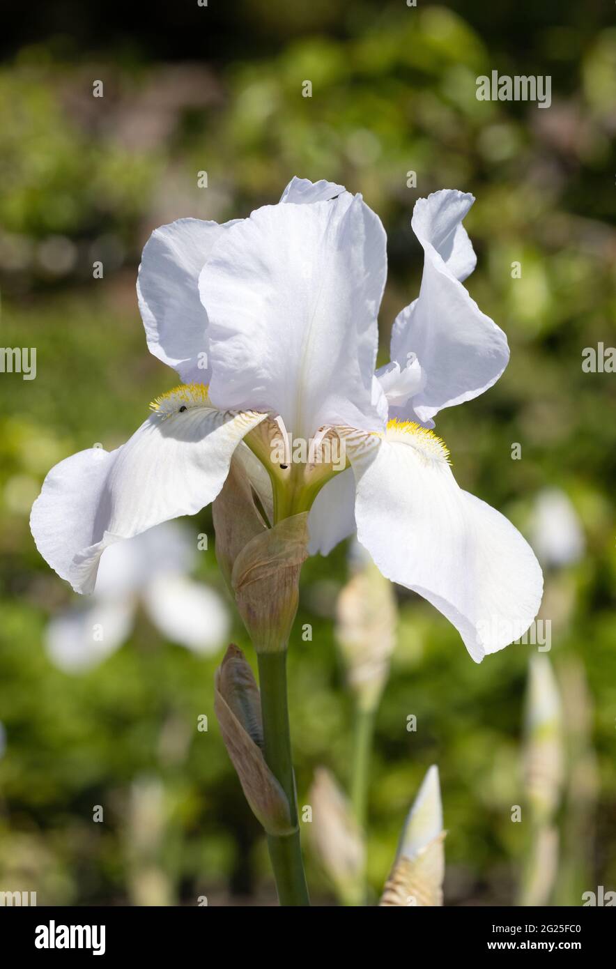 Iris, Sorte New Snow, eine weiße Iris, die im Frühling in Großbritannien in einem Garten blüht Stockfoto