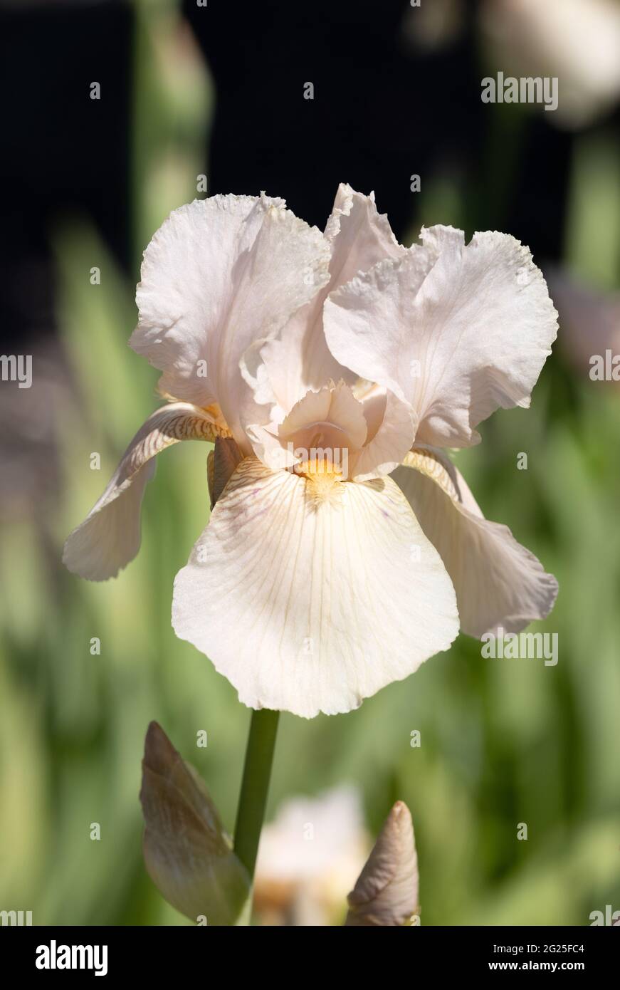 Iris Blume, Variety Party Dress, blüht in einem Garten im Frühjahr, Großbritannien Stockfoto