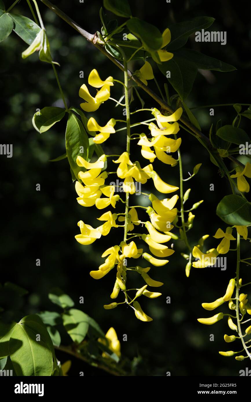 Gewöhnliche Laburnum-Baumblüten, Laburnum anagyroides, aka Golden Chain Tree, blühend im Frühling, UK Stockfoto