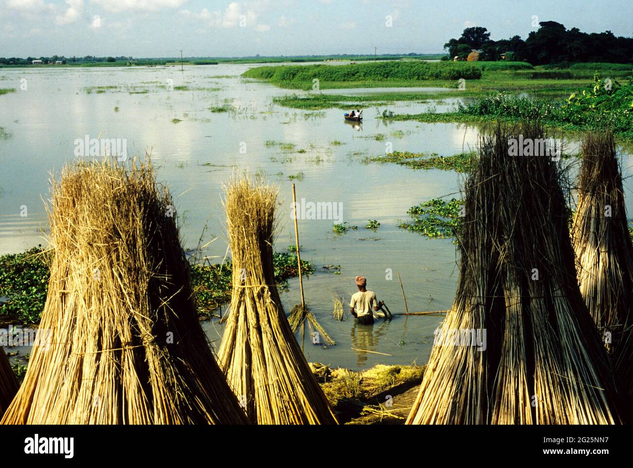 Jutekegel, die ‘goldene Faser’ von Bangladesch, werden nach der Ernte durch Bauern am Ufer des Flusses Padma getrocknet. Jute ist eine der wichtigsten Naturfasern nach Baumwolle in Bezug auf Anbau und Nutzung. Der Anbau ist abhängig vom Klima, der Jahreszeit und dem Boden. Fast 85% des Juteanbaus der Welt konzentriert sich auf das Ganges-Delta. Diese fruchtbare geografische Region wird sowohl von Bangladesch als auch von Indien geteilt. Etwa vier Monate nach der Pflanzung beginnt die Ernte. Der Anbau hat sich verringert, da mehr Flächen für den Reisfeldbau genutzt und die Nachfrage durch Plastik ersetzt wurde. Wie Stockfoto