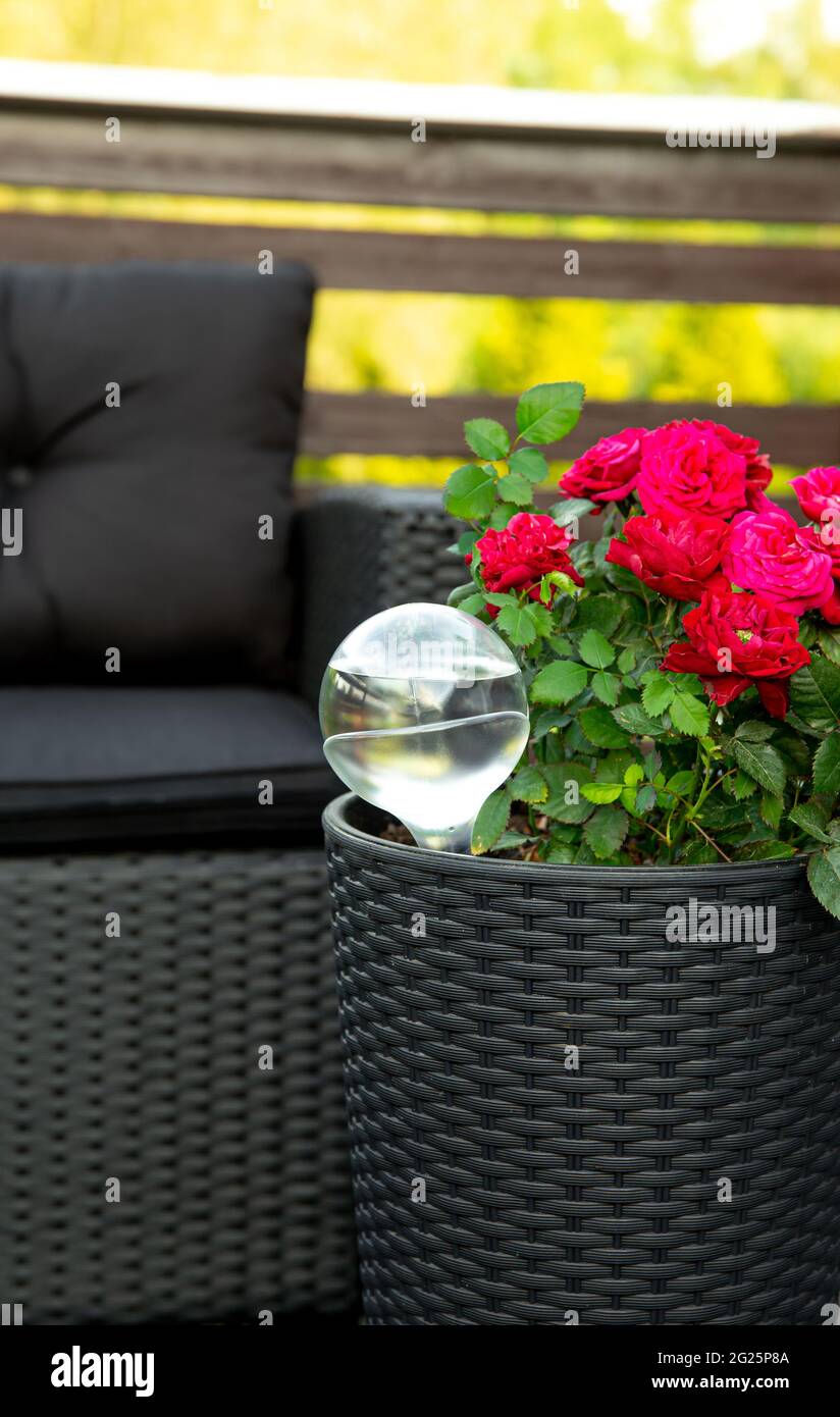 Runde transparente selbst Gießen Gerät Globus in Topfrose Pflanzenboden im Hausgarten, hält Pflanzen während der Urlaubszeit im Freien hydratisiert. Stockfoto