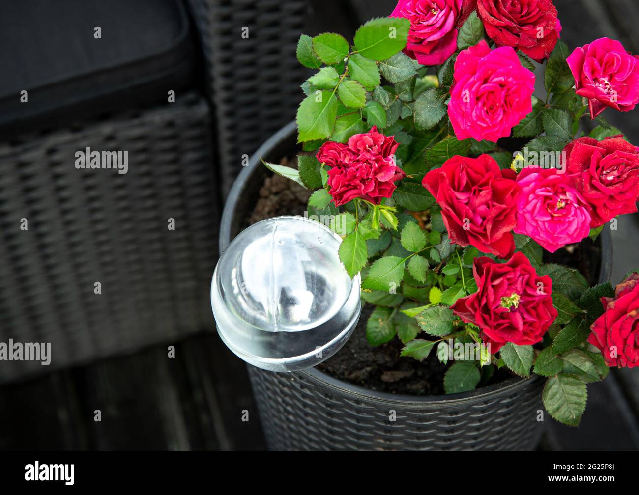 Runde transparente selbst Gießen Gerät Globus in Topfrose Pflanzenboden im Hausgarten, hält Pflanzen während der Urlaubszeit im Freien hydratisiert. Stockfoto