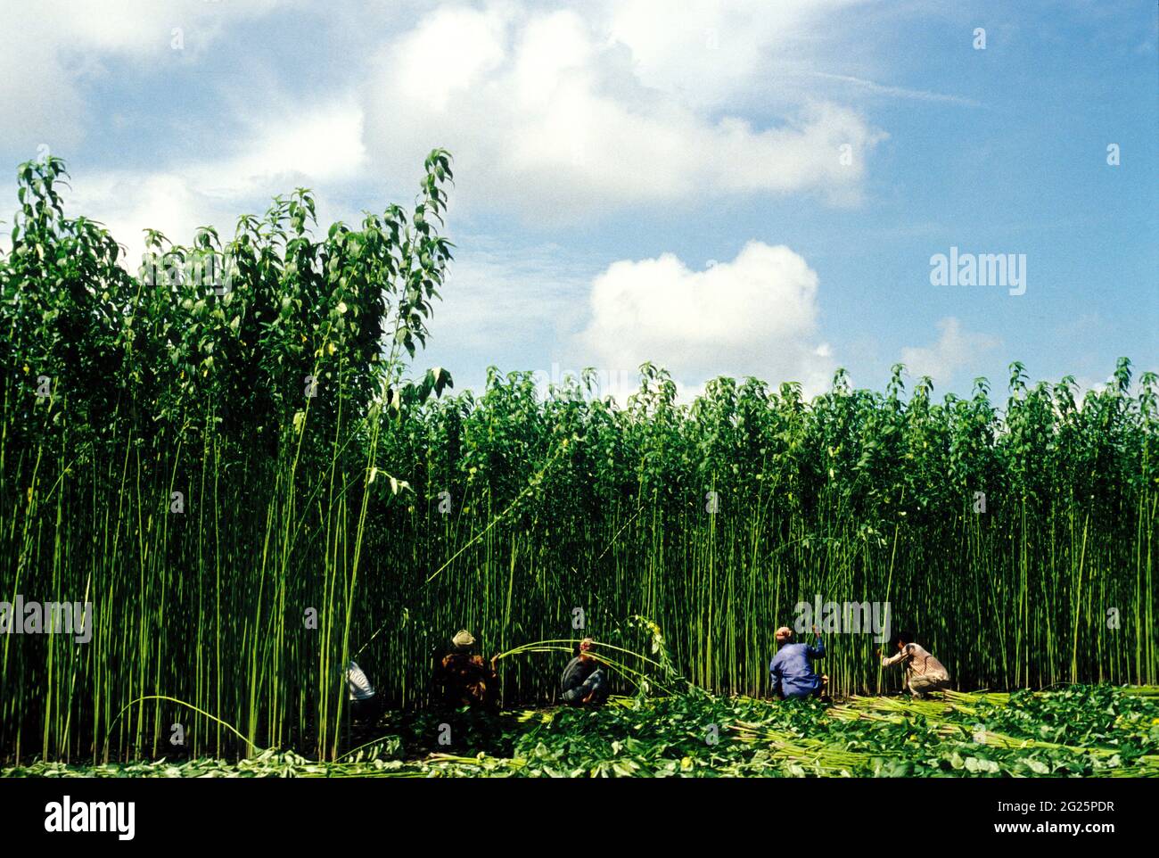 Jute, die ‘goldene Faser’ von Bangladesch, wird von Bauern geerntet. Jute ist eine der wichtigsten Naturfasern nach Baumwolle in Bezug auf Anbau und Nutzung. Der Anbau ist abhängig vom Klima, der Jahreszeit und dem Boden. Fast 85% des Juteanbaus der Welt konzentriert sich auf das Ganges-Delta. Diese fruchtbare geografische Region wird sowohl von Bangladesch als auch von Indien geteilt. Etwa vier Monate nach der Pflanzung beginnt die Ernte. Der Anbau hat sich verringert, da mehr Flächen für den Reisfeldbau genutzt und die Nachfrage durch Plastik ersetzt wurde. Aufgrund seiner Umweltfreundlichkeit kommt es jedoch langsam wieder. Stockfoto