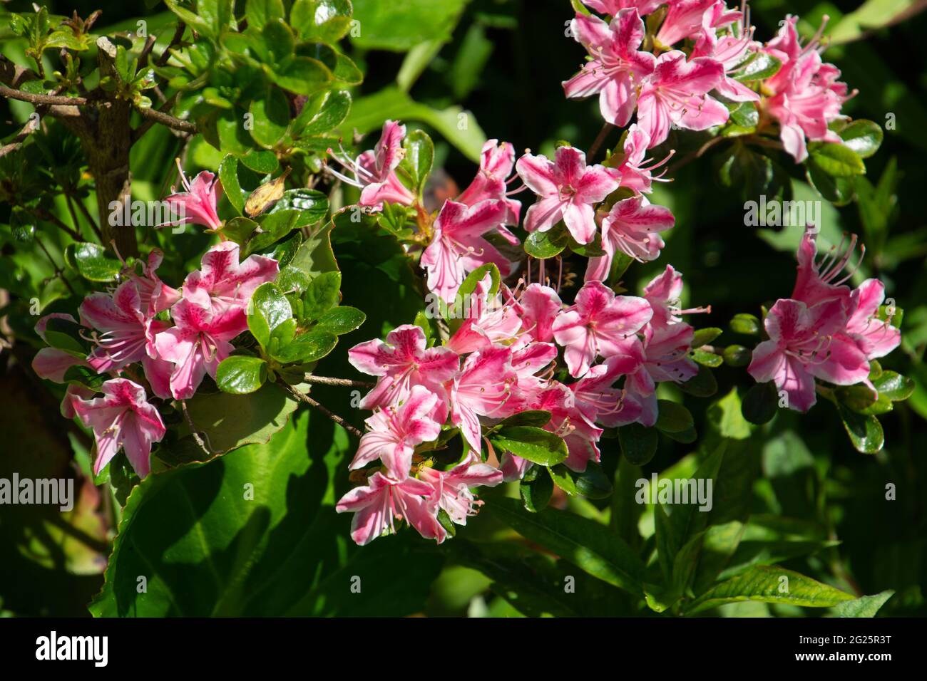 Blühender rosa Rhododendron indicum sweet im Ziergarten Stockfoto
