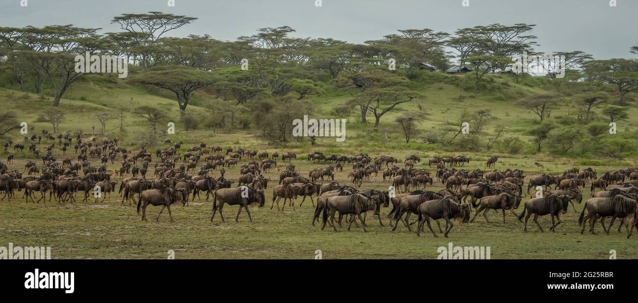 Eine große Herde von Gnus auf der Grünlandsavanne Afrikas während der jährlichen Migration. Stockfoto