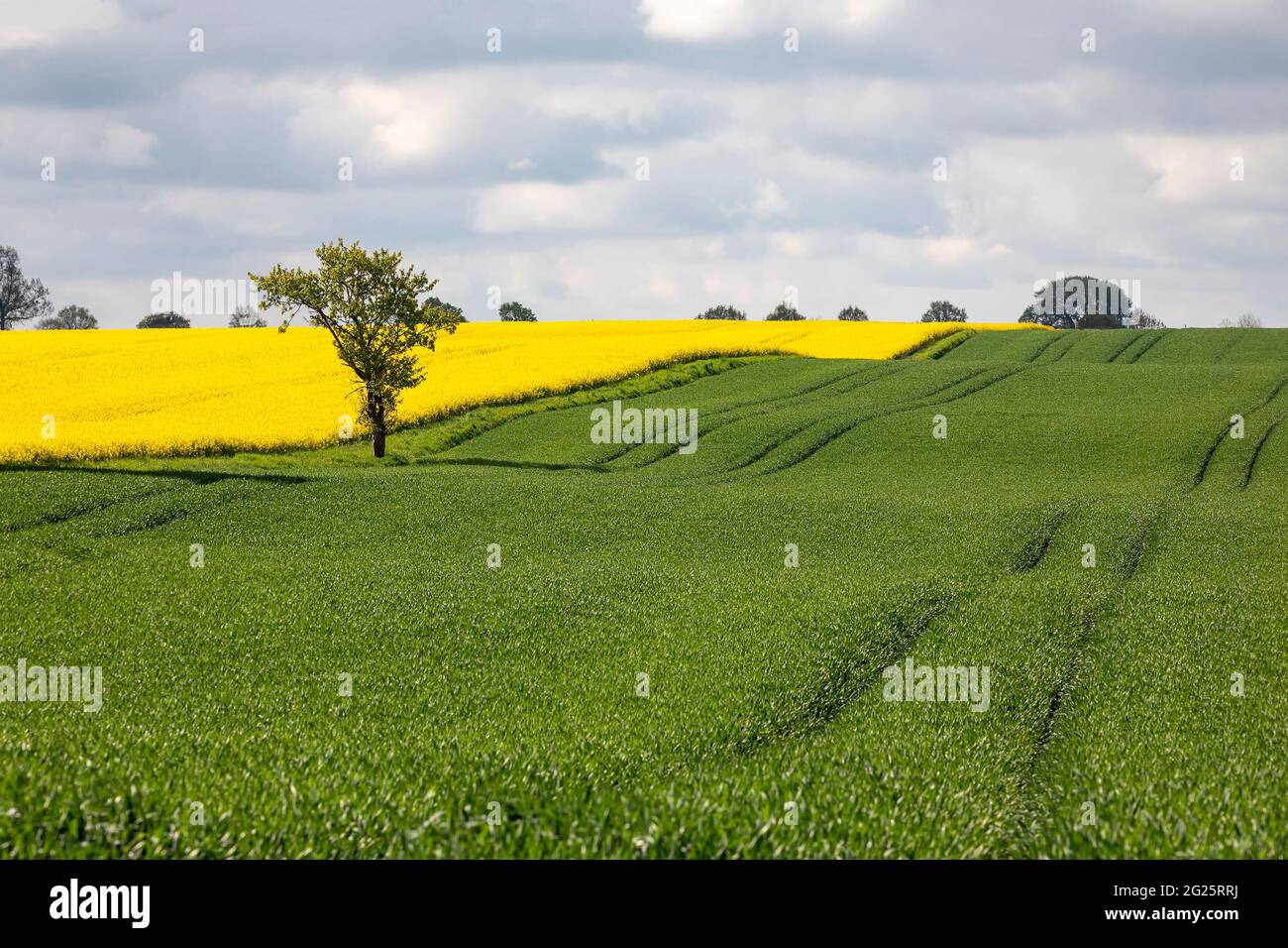 Hügel und Feld im Sommer, Norddeutschland Stockfoto