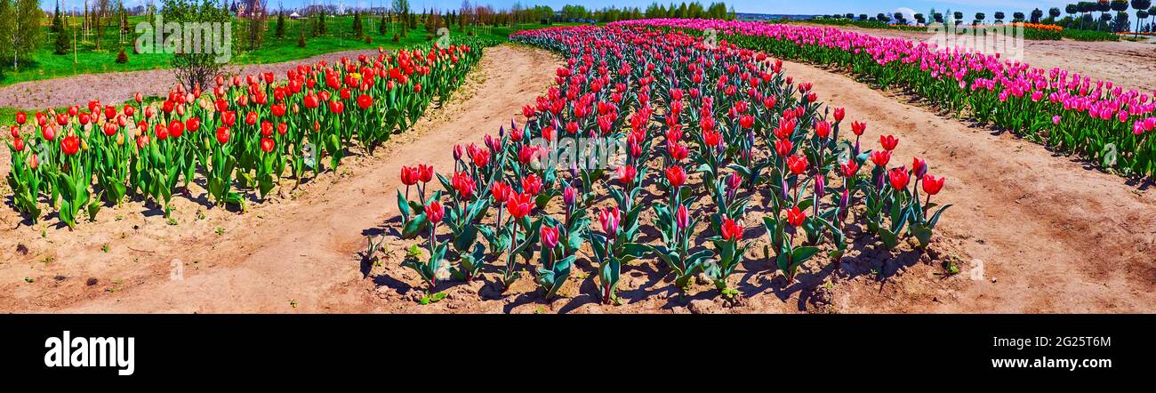 Panorama mit blühenden roten, violetten und rosa Tulpen auf dem Gebiet des Dobropark Arboretums, Kiew, Ukraine Stockfoto