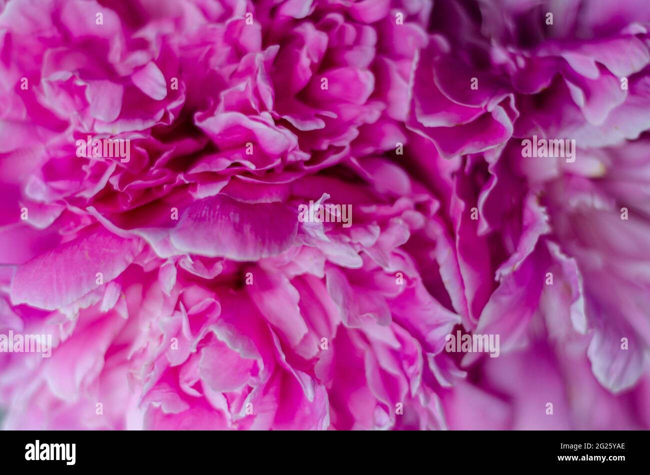 Pinke Pfingstrosen füllen, Nahaufnahme, freier Raum Stockfoto