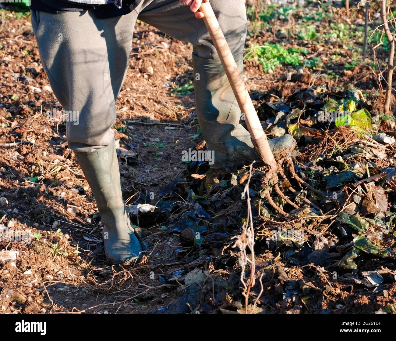 Ein Landwirt mischt Laubmulch mit einer Gabel in die obere Bodenschicht und dreht ihn im Dezember in der italienischen Provinz Udine mit einer Pitchgabel um Stockfoto