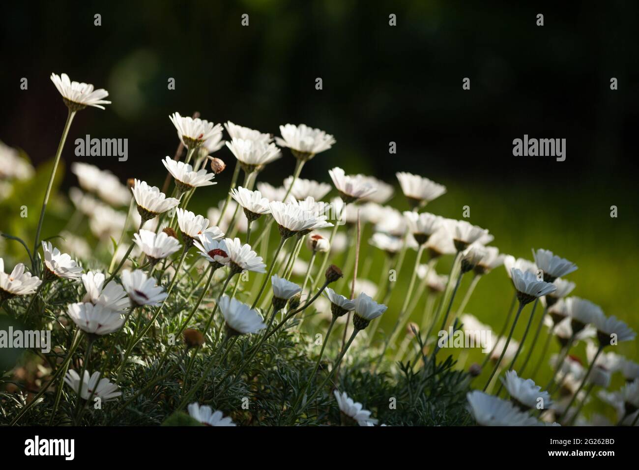 Rhodanthemum hybrida 'Casca' Stockfoto