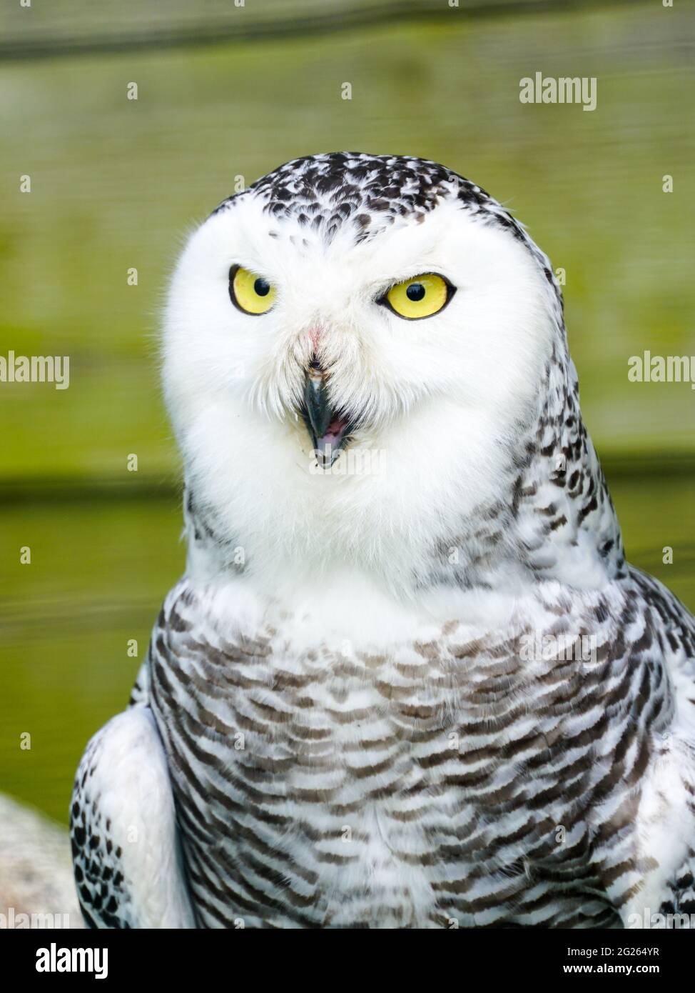 Ein Frontalporträt einer passiven Schneeule mit hypnotisierenden gelben Augen. Stockfoto