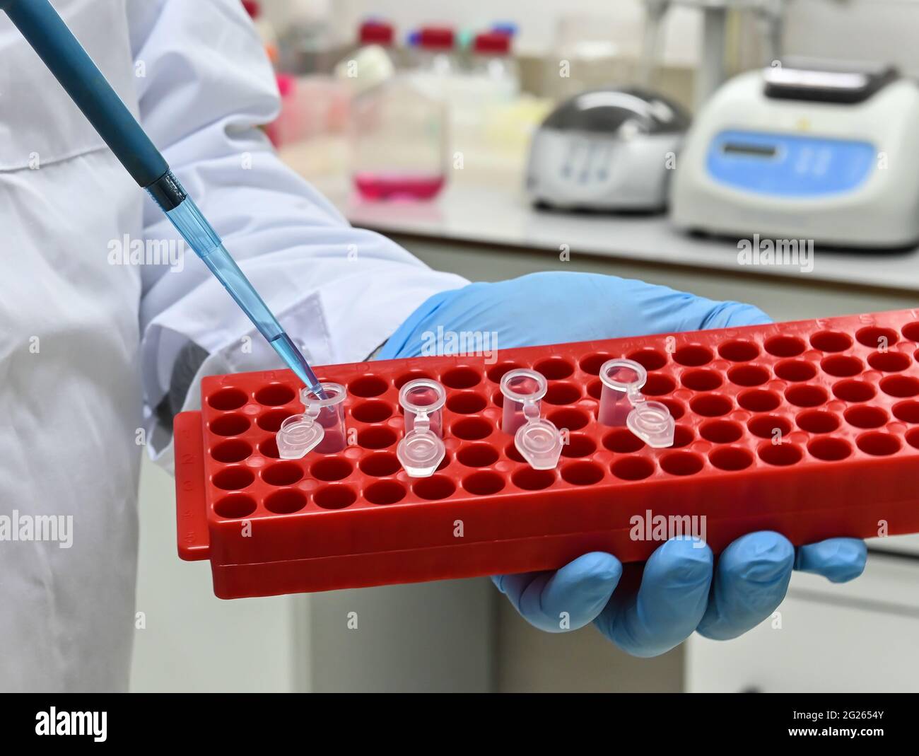 Die Untersuchung einer biologischen Probe im Labor. Labortests, biologische Analysen. Stockfoto