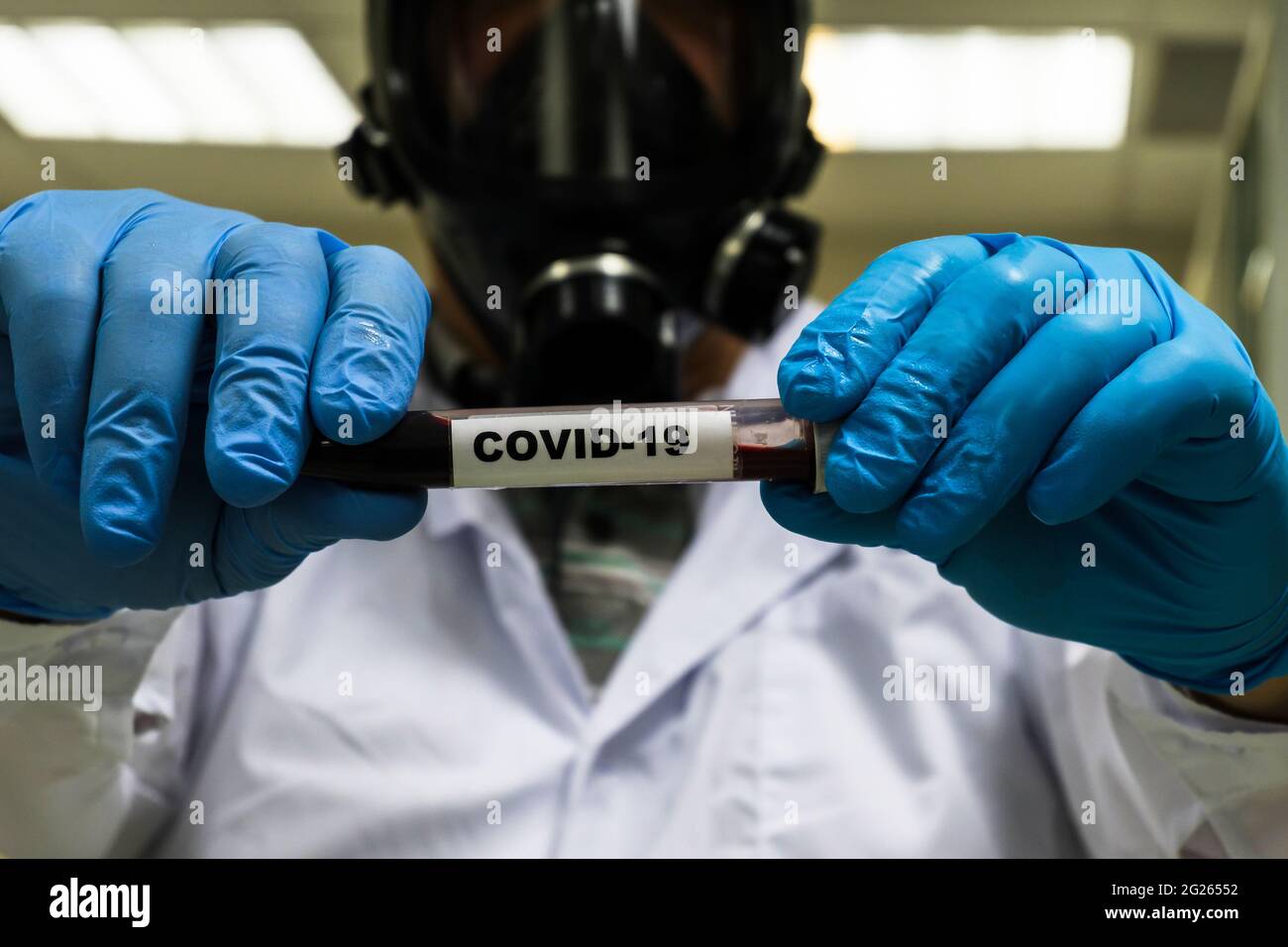COVID-19-Forschung. Testen einer biologischen Probe auf Coronavirus. Stockfoto