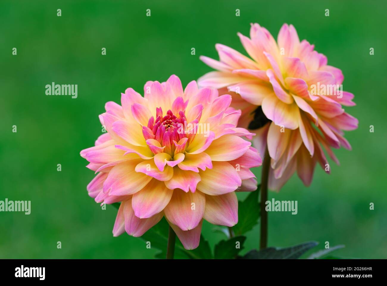 Georgina, Dahlia Blume im Blumenbeet, Nahaufnahme. Blütenblätter in rosa-gelber Farbe. Unscharfer grüner natürlicher Hintergrund. Stockfoto