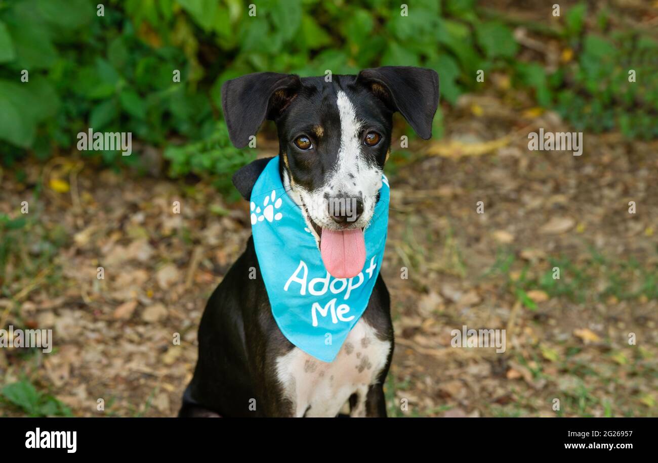 Ein Tierheim Hund Trägt Eine Adopte Me Bandana Und Schaut Direkt Auf Die Kamera Stockfoto