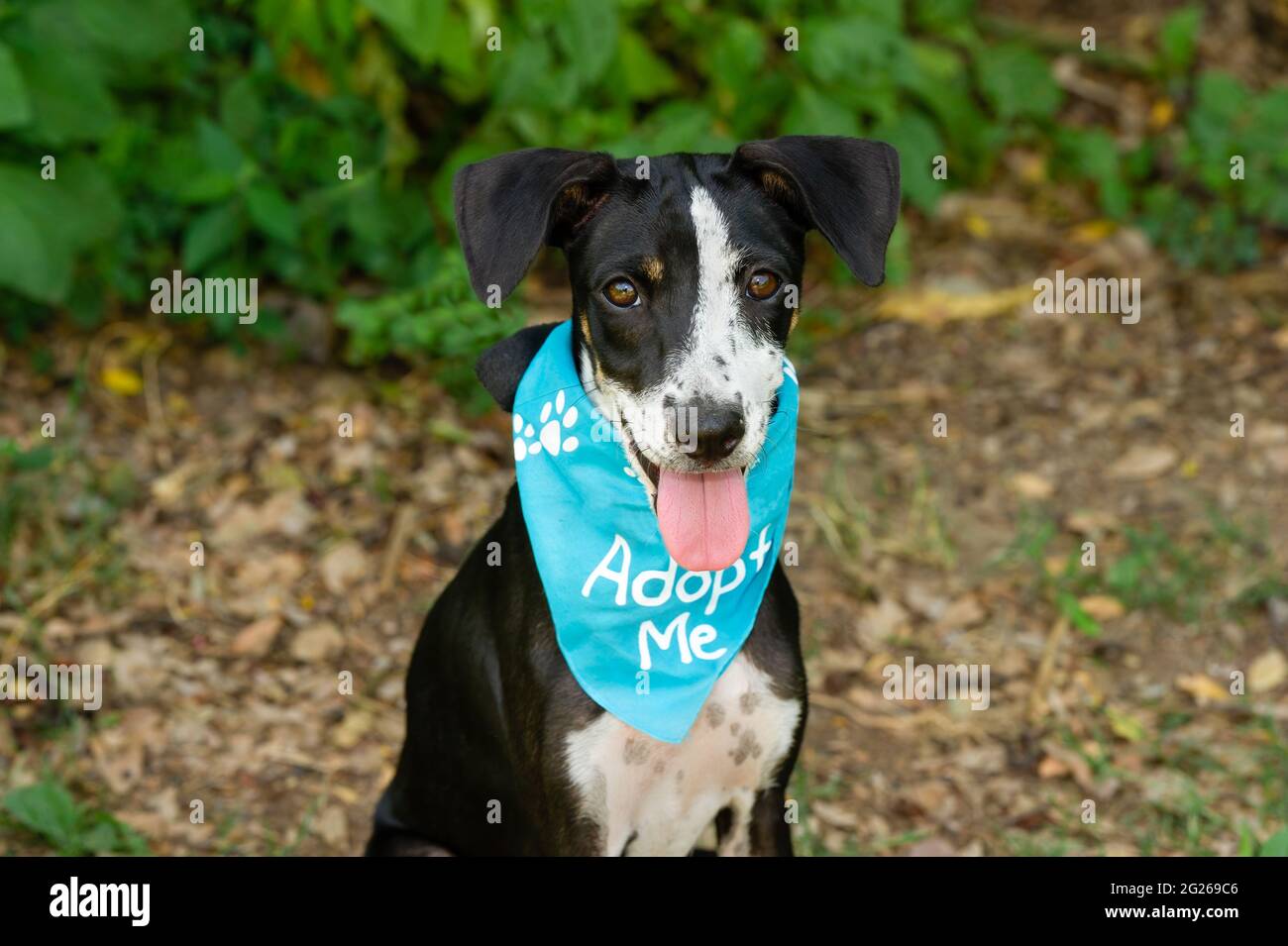 Ein Tierheim Hund Trägt Eine Adopte Me Bandana Und Schaut Direkt Auf Die Kamera Stockfoto