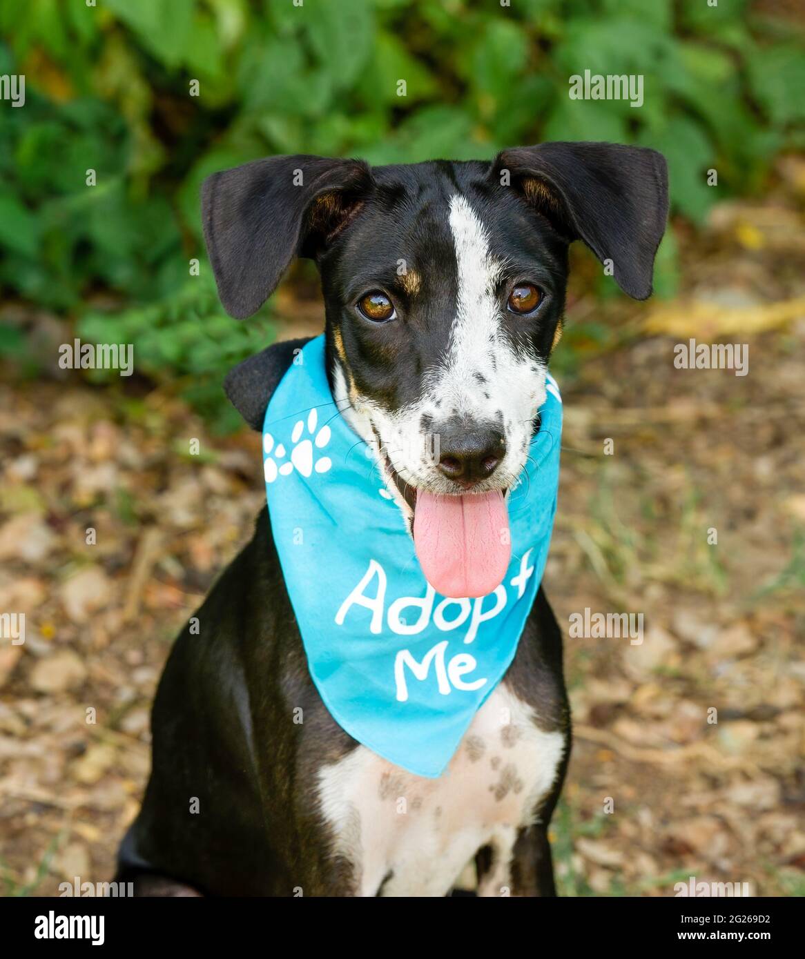 Ein Tierheim-Hund Trägt Eine Adopt Me Bandana, Die Im Vertikalen Bildformat Direkt Auf Die Kamera Schaut Stockfoto