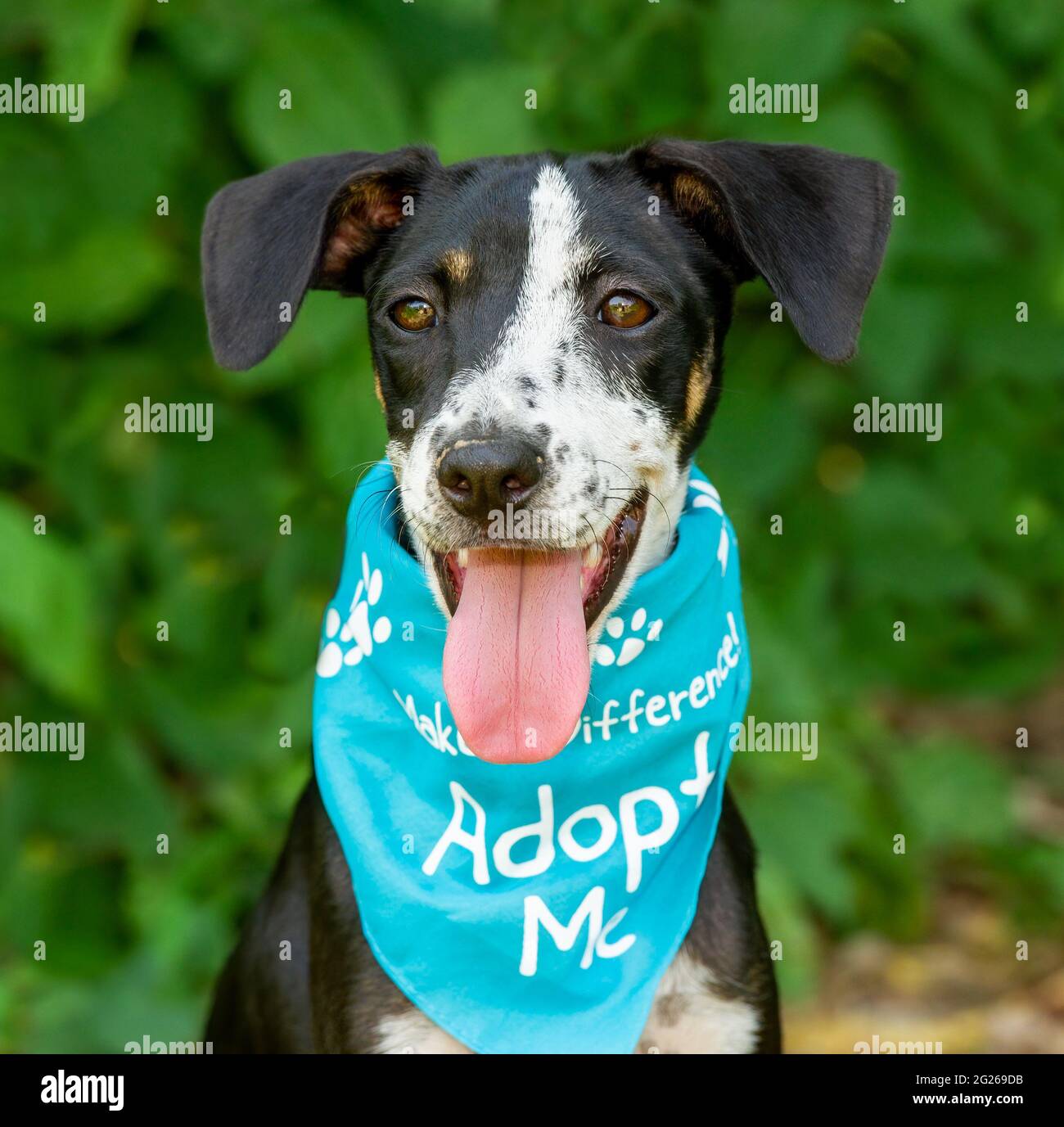 Ein Tierheim-Hund Trägt Eine Adopt Me Bandana, Die Im Vertikalen Bildformat Direkt Auf Die Kamera Schaut Stockfoto