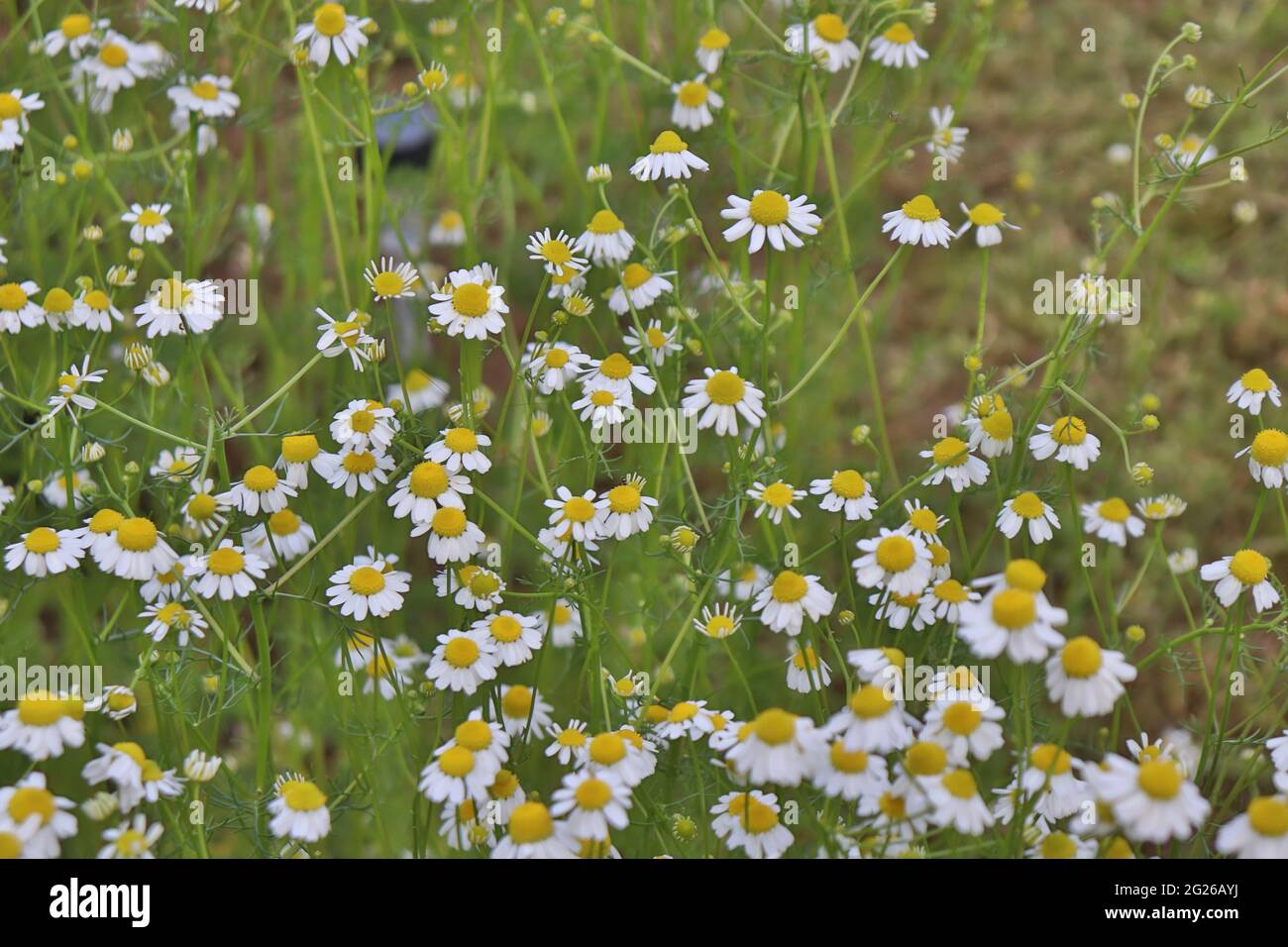 Weiße gesunde Kamille im Frühling im Freien lat Matricaria chamomilla aus nächster Nähe Stockfoto