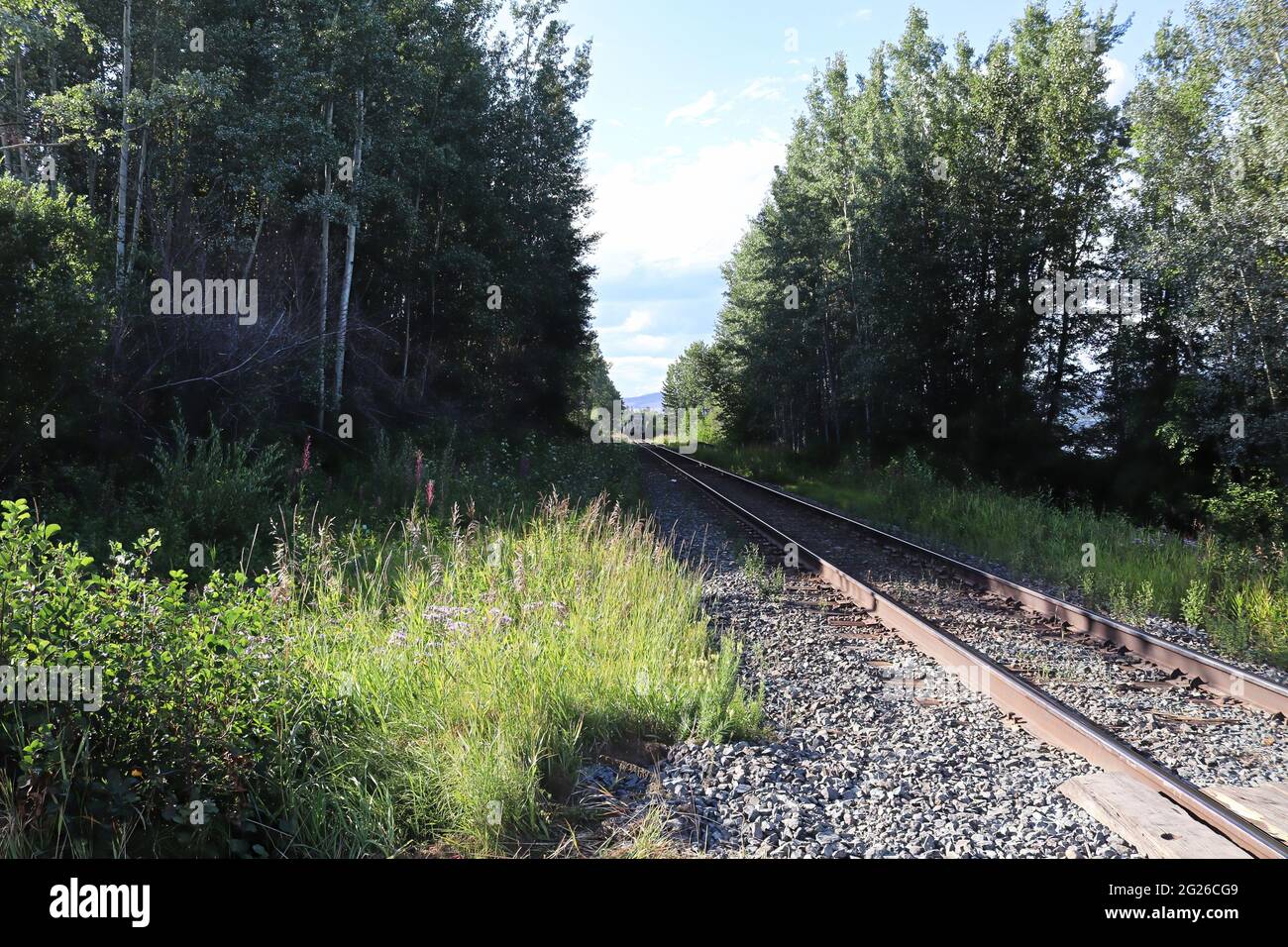 Eine einsame Bahnstrecke verschwindet in einem bewaldeten Stück Stockfoto