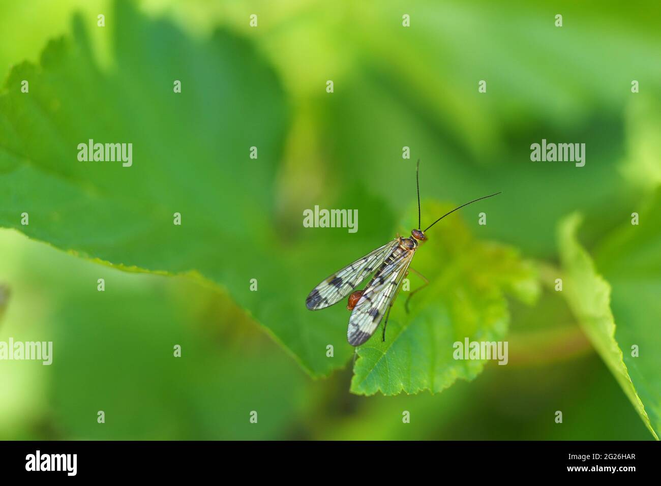 Makroaufnahmen von Insekten in Wildtieren, unscharfer Hintergrund. Stockfoto