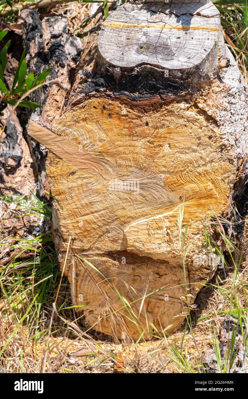 Mechanische Holzschnitte auf Holz Stockfoto