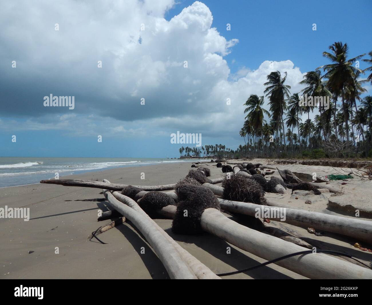 Icacos, Trinidad-27. März 2016: Umgestürzte Kokospalmen und Baumstümpfe auf dem Icacos. Dies ist auf den Anstieg des Meeresspiegels und die Erosion der Küste zurückzuführen. Stockfoto