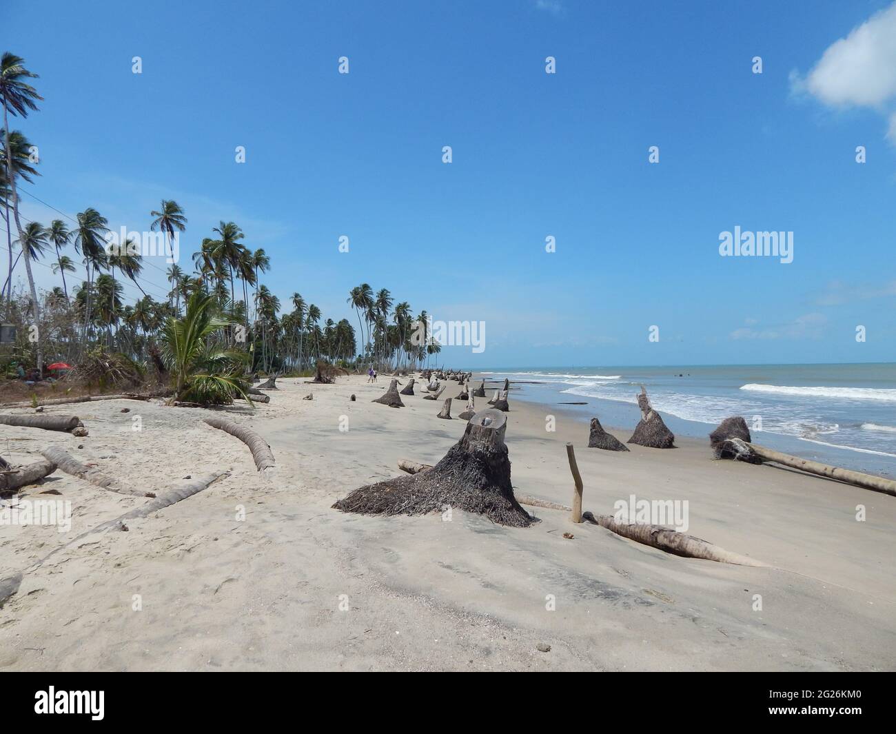 Icacos, Trinidad-27. März 2016: Umgestürzte Kokospalmen und Baumstümpfe auf dem Icacos. Dies ist auf den Anstieg des Meeresspiegels und die Erosion der Küste zurückzuführen. Stockfoto