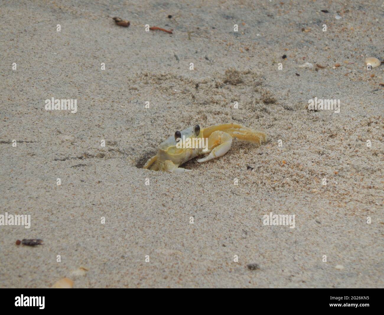 Eine atlantische Geisterkrabe in Manzanilla, Trinidad und Tobago. Stockfoto