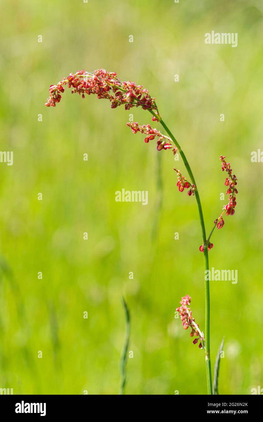Blüten von gemeinem Sauerampfer (Rumex acetosa), Großbritannien Stockfoto